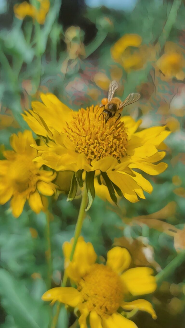 Plants & Animals Lesson Plans